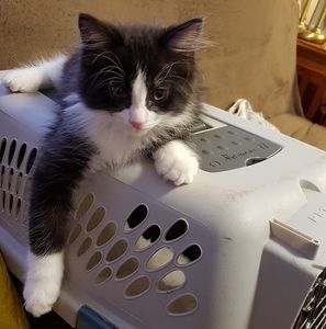 Meet your Posher, Shannon